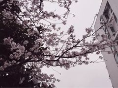 -同济大学(嘉定校区)