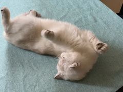 -鼓捣猫呢主题猫咖店