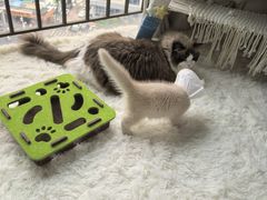 -瑞鹏宠物医院·骨科·猫科·内科(第一中心)