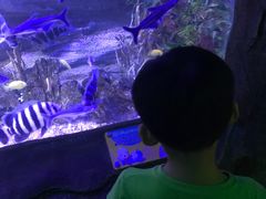 -芜湖新华联大白鲸海洋公园