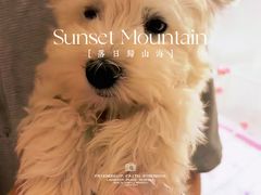 -翊宠yipet猫狗购宠庄园犬舍•猫舍