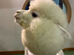 -藦茜花园宠物主题亲子互动体验馆(国顺东路店)