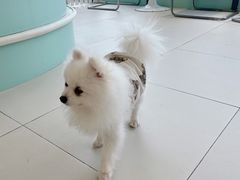 -怪兽屋·羊驼·猫咖·狗咖(俊华广场店)