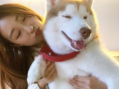 -Husky Go! 哈士奇体验馆·宠物咖啡厅狗咖