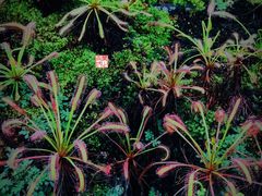 -国家植物园南园