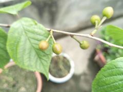 -三圣花乡旅游区