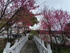 -月湖风景区
