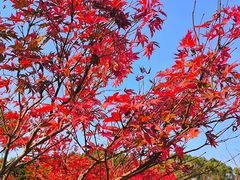 -广州市帽峰山景区