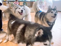 -Husky Go! 哈士奇体验馆·宠物咖啡厅狗咖