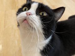 -猫咪派对(江南西店)