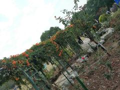 -东莞植物园