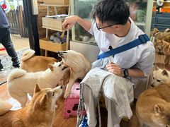 -柴犬高等学院·狗咖·柴犬售卖·宠物训练