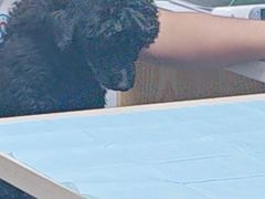 -芭比堂动物医院·心脏科·老年急重症·夜诊·吉雅分院