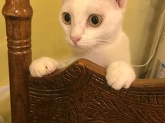 -猫色咖啡·猫咖