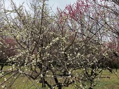 -蜀冈西峰生态公园