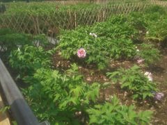 -黑龙江省森林植物园