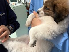 -顺强宠物诊所·狂犬免疫·夜诊·骨科(嘉定店)