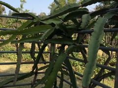 iphone_upload_pic-深圳麒麟山庄