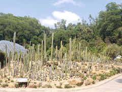 -深圳仙湖植物园