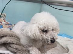 -达爱动物医院·犬猫分区·CT·复杂眼科(远洋山水分院)