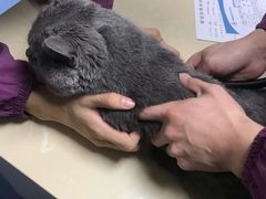 -顺强宠物诊所·狂犬免疫·夜诊·骨科(嘉定店)