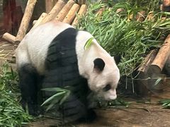-深圳野生动物园