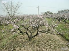 -南汇桃花村
