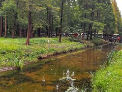 -黄海国家森林公园