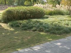 -昆山城市生态森林公园