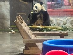 -栾川竹海野生动物园