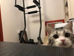 -东方名猫馆·英短金渐层布偶猫舍(环线广场1号楼店)