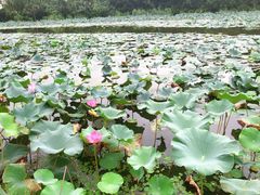 -新江湾城公园