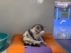 -龟与熊猫宠物公园(南坪店)