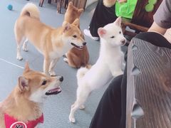 -柴源莊·柴小宠柴犬咖啡