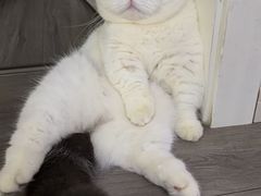 -欣宠猫屋·矮脚拿破仑·蓝金金渐层