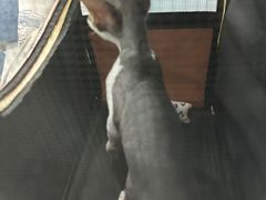 -纳吉亚猫专科动物诊疗中心(蒋宅口分院)