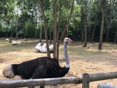 -大连森林动物园