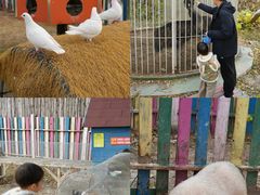 -上海佘山世茂艾美酒店