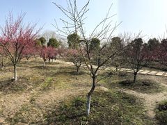 -南湖湿地公园