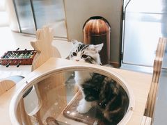 -飞行喵MR PILOT|猫舍·猫咖(静安大融城店)