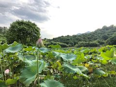 -福建鲤鱼洲酒店