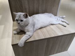 -藏猫猫咖啡主题馆(中央大道店)