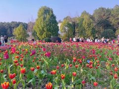 -铁山坪森林公园