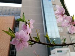 -中央民族大学