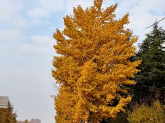 -八大关景区