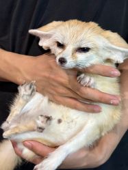 -Zoolung Zoolung动物主题公园(海信广场店)