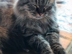 -Cappucimeow猫咪咖啡馆(韦伯时代店)