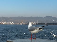 -海埂大坝