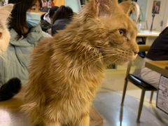 -平行世界·猫咖(首经贸店)