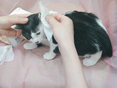 -北京观赏动物医院·24小时大型综合·猫专科·异宠专科